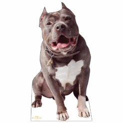 Star Trek: Picard No.1 Cardboard Cutout Standee